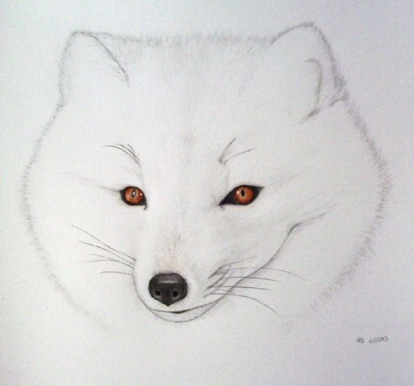 Песец мультяшный