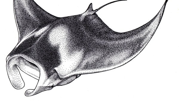 Скат Манта скетч