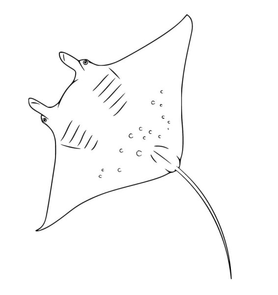 Скат раскраска для детей