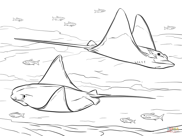 Скат раскраска