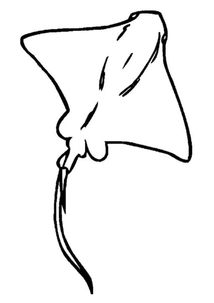 Скат контур