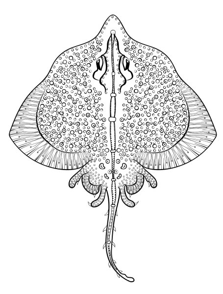 Скат моторо Леопольди