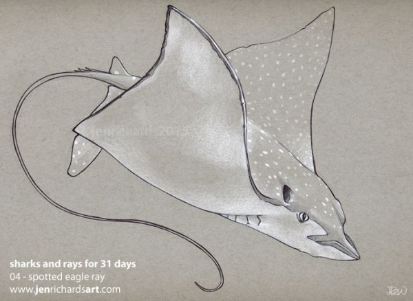 Скат нарисовать карандашом