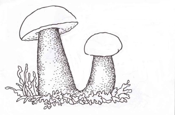 Рисунки грибов карандашом