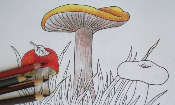Грибы для срисовки карандашом