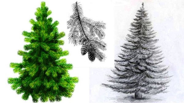 Зарисовки карандашом елочку