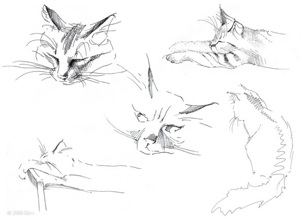 Линейные Наброски животных