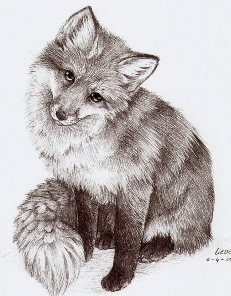 Лисы карандашом