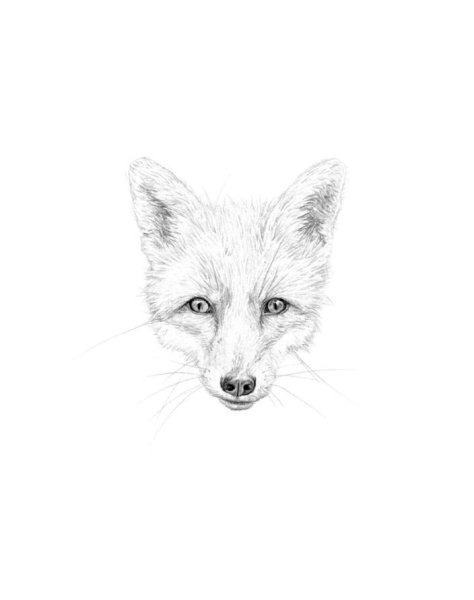 Лисичка рисунок карандашом