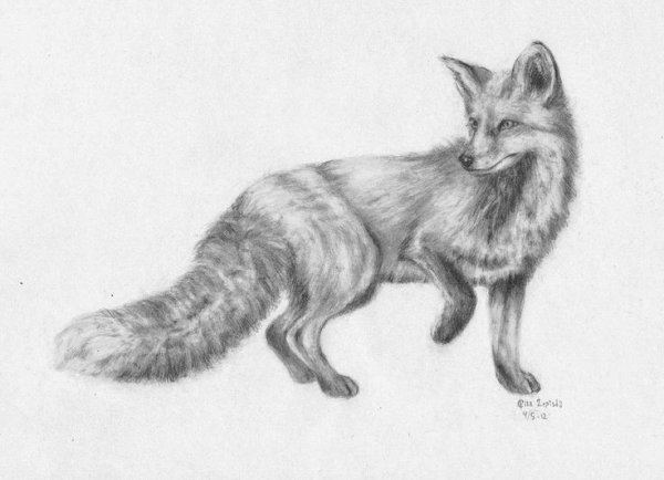 Чернобурка карандашом