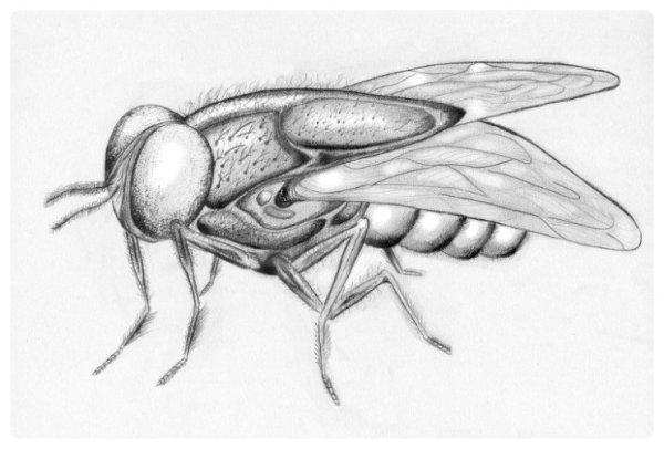 Рисунок мухи для срисовки