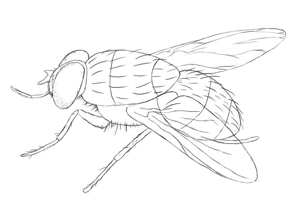 Муха для рисования