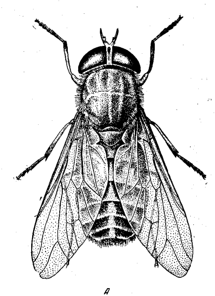 Муха карандашом