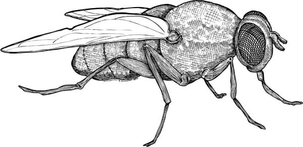 Тату пчела эскиз