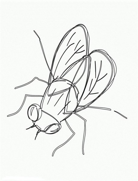 Муха ЦЕЦЕ строение