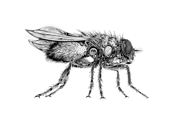 Муха сбоку контур