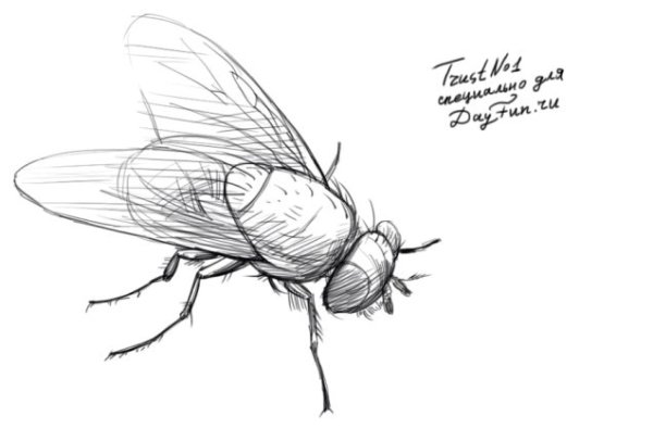 Муха раскраска