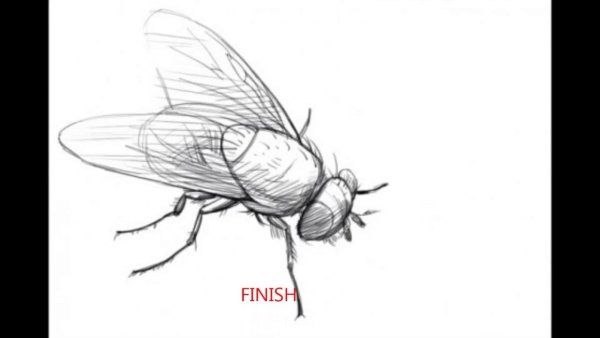 Слепень раскраска