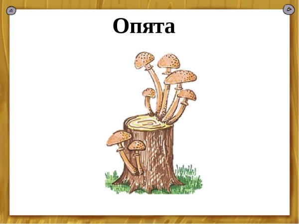 Съедобный гриб опенок нарисовать