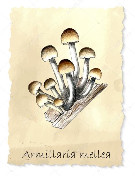 Опята рисунок