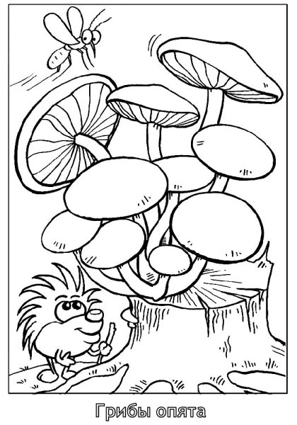 Раскраска гриб ложные опята