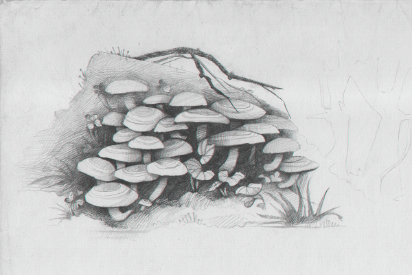 Бледная поганка карандашом