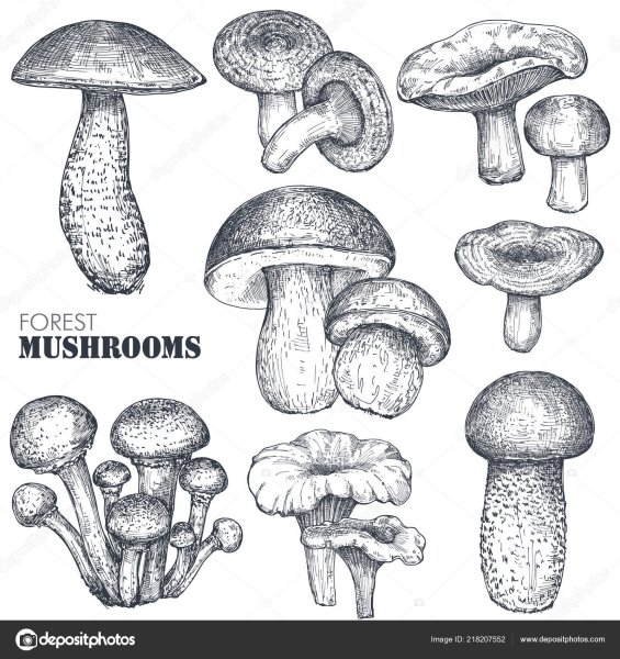 Рисунки грибов карандашом для срисовки
