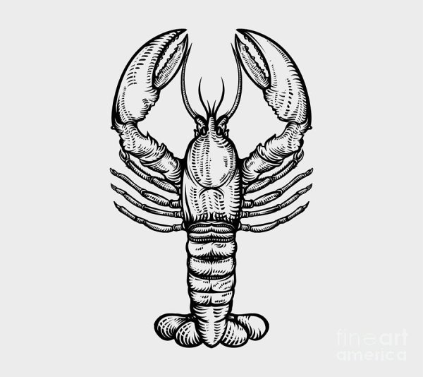 Омар рисунок