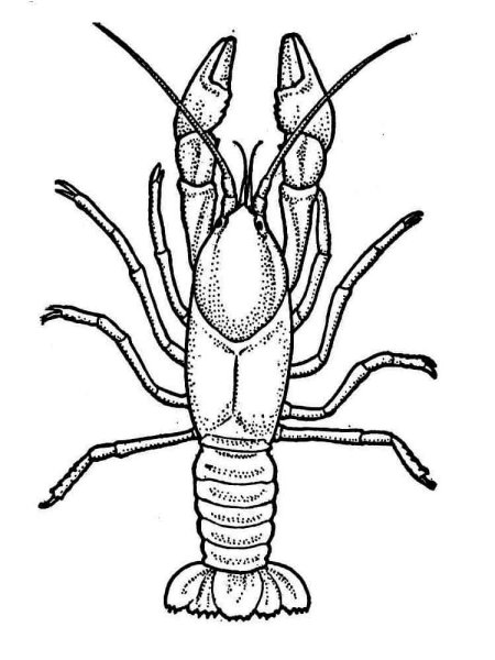 Ракообразные раскраска для детей