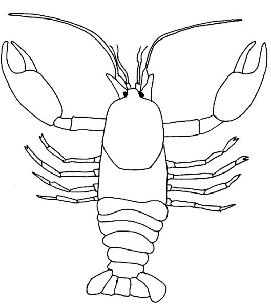 . Зарисуйте рака.