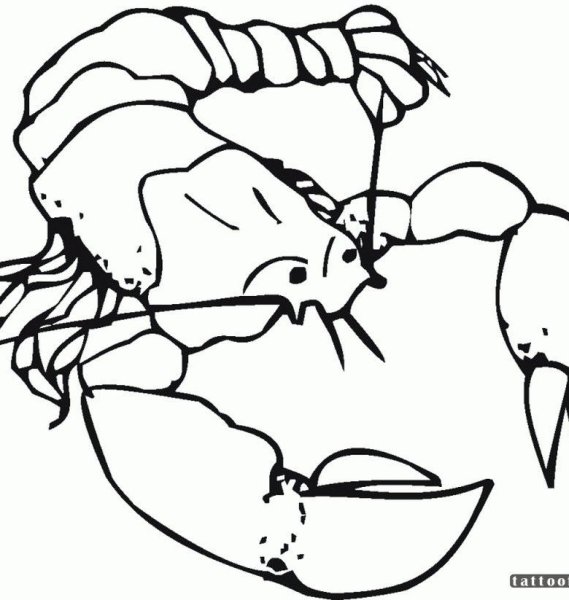 Ракообразные карандашом