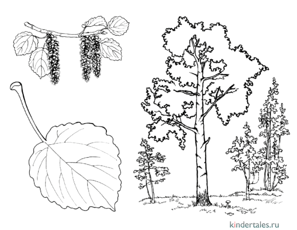 Раскраска осина дерево