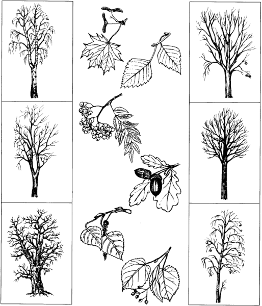 Осина карандашом