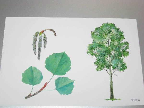 Осина рисунок легкий
