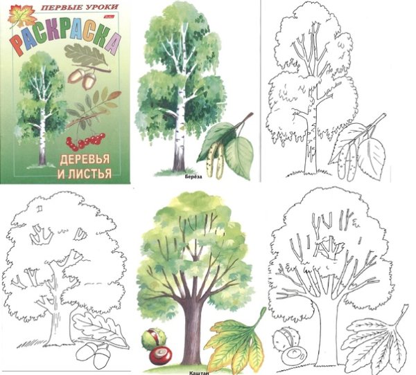 Осина карточка для детей