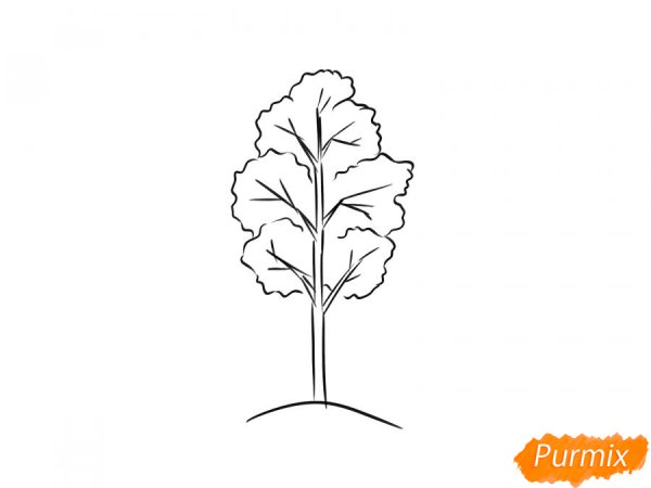 Осина дерево рисунок карандашом