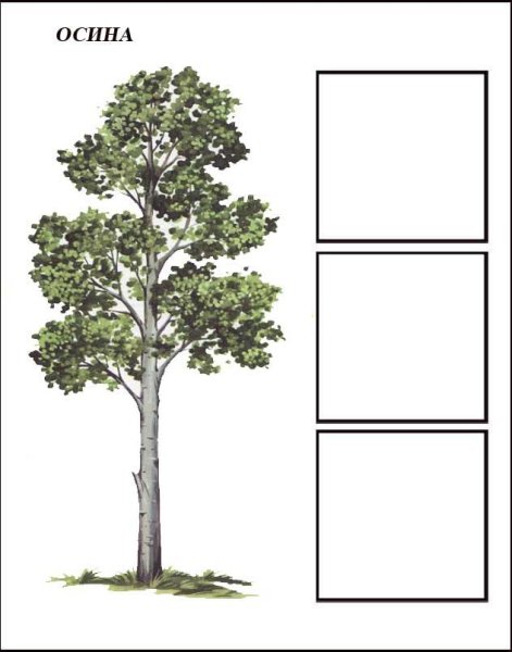 Ольха и семена осины