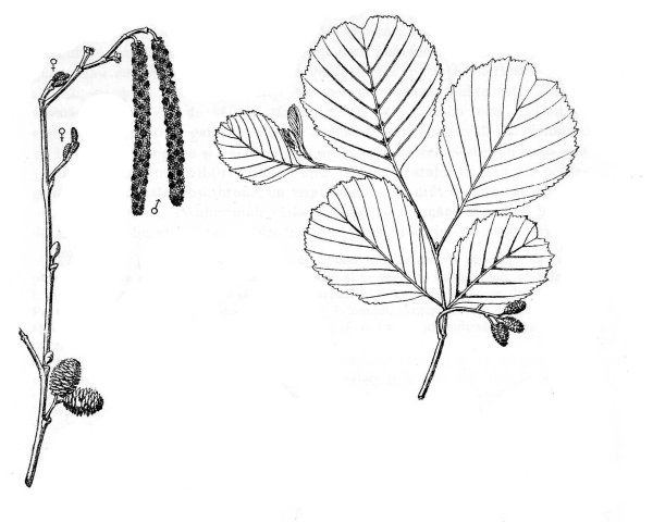 Осина раскраска