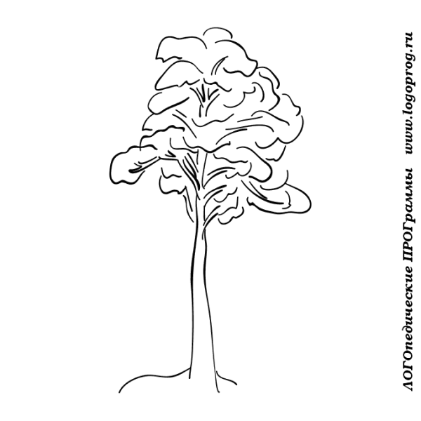 Осина раскраска