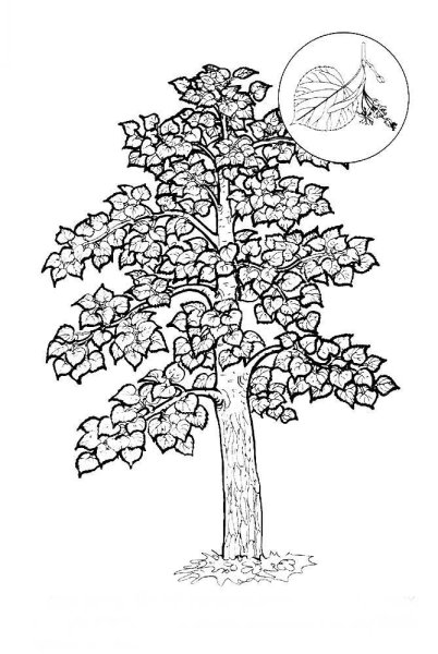 Лист ольхи липы черешни