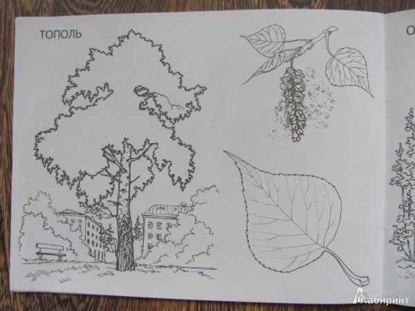 Тополь Фармакогнозия