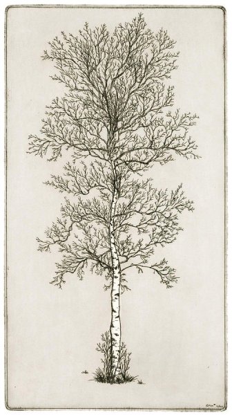 Осина карандашом