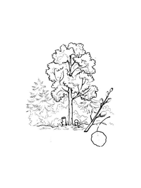 Тополь схема дерева