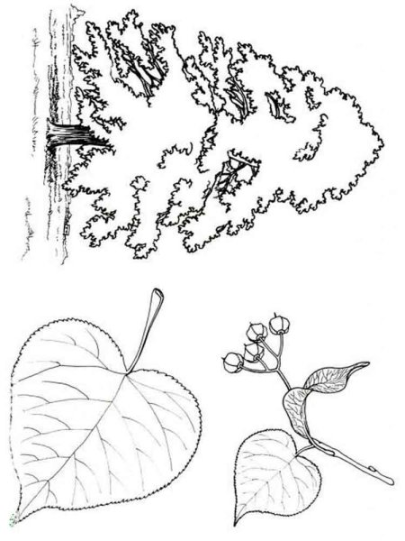 Липа раскраска