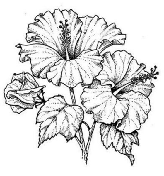 Гибискус эскиз