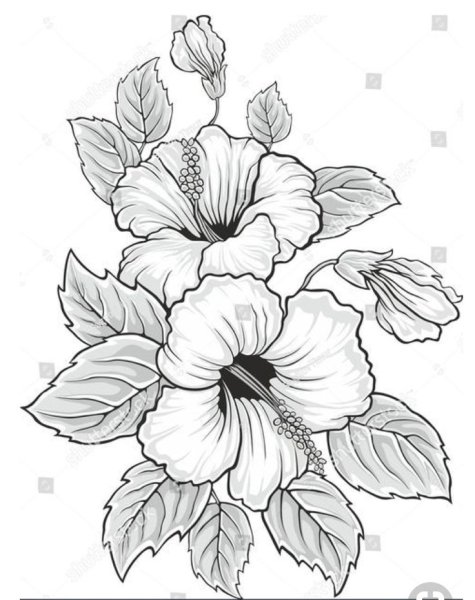 Растения карандашом для срисовки