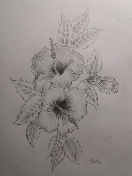 Гибискус рисунок