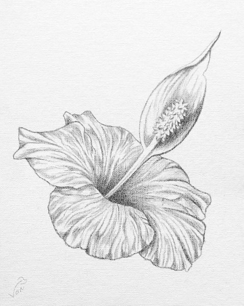 Гибискус акварель