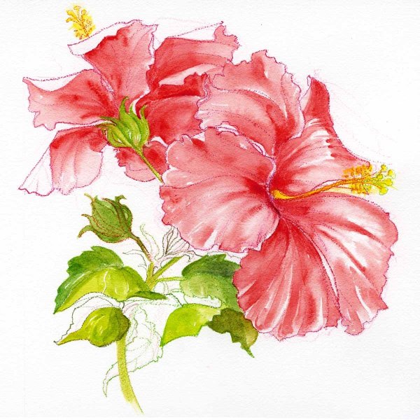 Гибискус эскиз