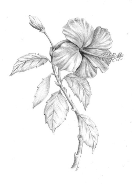 Гибискус скетчинг